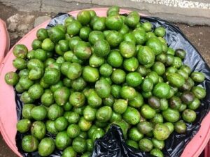 Frisch gepflückte Avocados in El Salvador