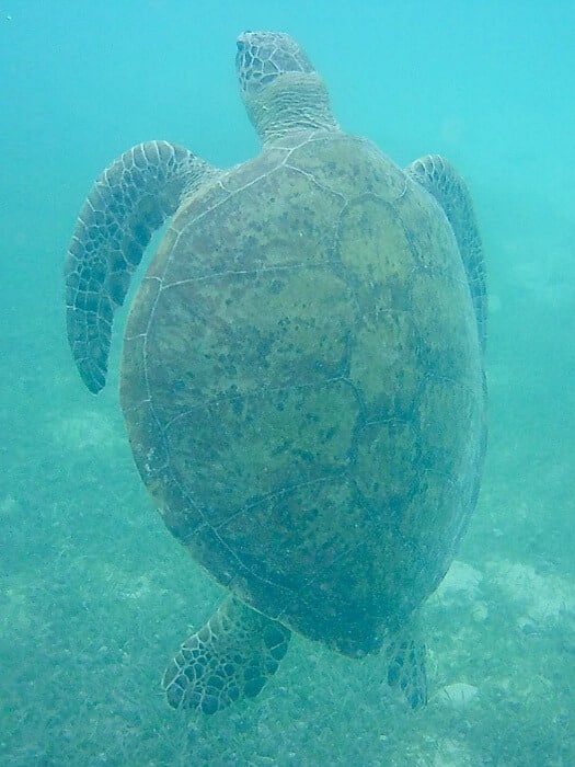 Malaysia Inseln Perhentian-Inseln Schildkröte